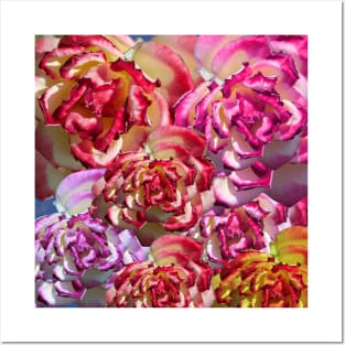 Pink and White Roses Posters and Art